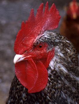 not a turkey, per se
