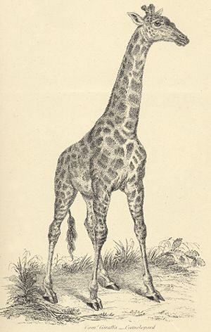 not a lamprey, but it'll do